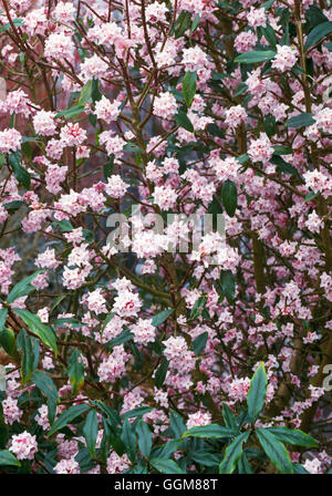 Daphne bholua - `Jacqueline Postill' AGM   TRS087548 Stock Photo